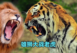 老虎和狮子打架视频,老虎与狮子激战正酣